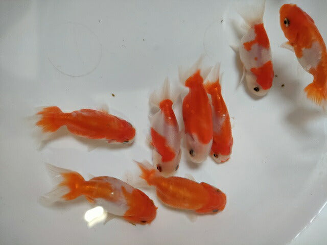 生体加藤産桜錦弐歳魚約7センチ(1匹)らんちゅう/金魚/江戸錦/変わりらんちゅう/きんぎょ/国産金魚【金魚小屋-希-福岡】