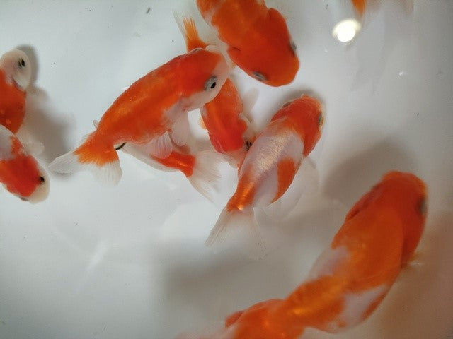 生体 加藤産桜錦 弐歳魚 約6センチ(1匹)らんちゅう/金魚/江戸錦/変わりらんちゅう/きんぎょ/国産金魚【金魚小屋-希-福岡】