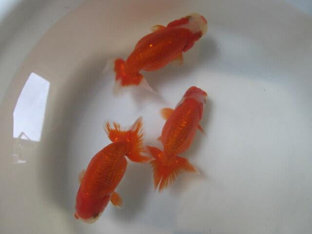 倉庫◆生体 らんちゅう 当歳魚(3匹セット) 約9センチ らんちゅう/金魚/蘭鋳/らんちう/きんぎょ/国産金魚【金魚小屋-希-福岡】