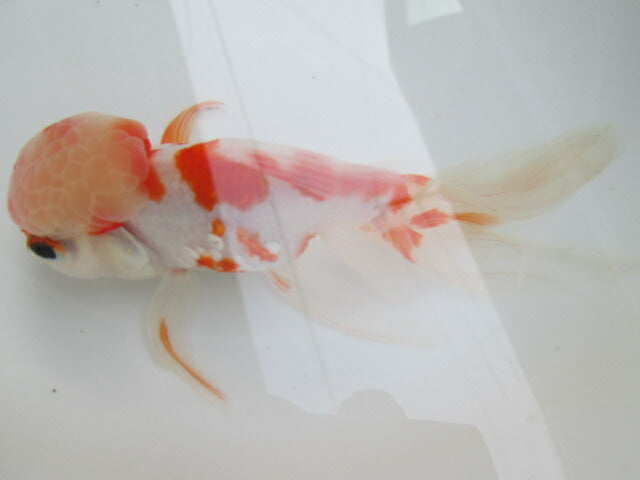 倉庫◆生体(1匹) 桜東錦 参歳魚 約15センチ アズマニシキ/金魚/あずまにしき/黒目/さくら/きんぎょ/国産金魚【金魚小屋-希-福岡】