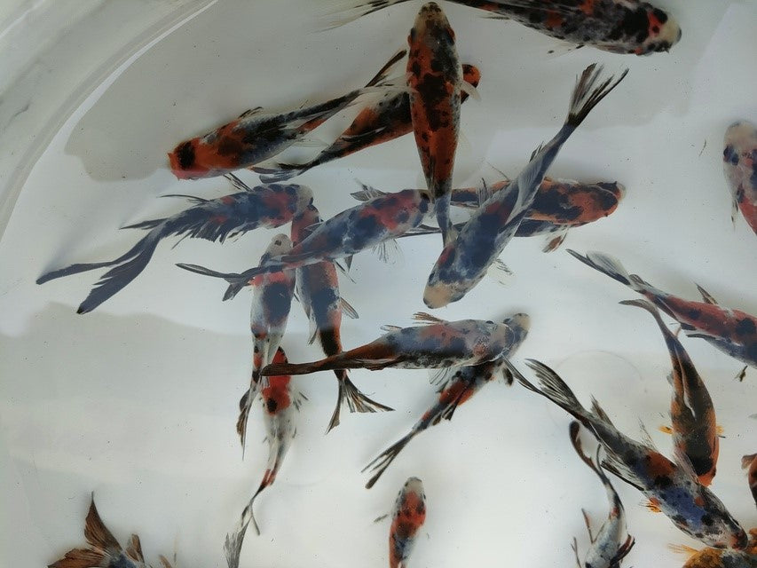 生体飯田産更紗琉金弐歳魚約7~8センチ(1匹)オランダ/金魚/ローズテール/棚田産/きんぎょ/国産金魚【金魚小屋-希-福岡】