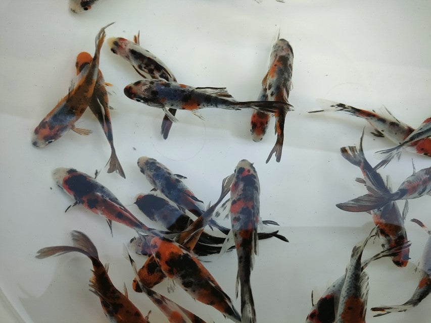 生体 弥富産 銀鱗朱文金 弐歳魚 約8センチ(1匹)コメット/和金/寿恵廣錦/長尾産/きんぎょ/国産金魚【金魚小屋-希-福岡】