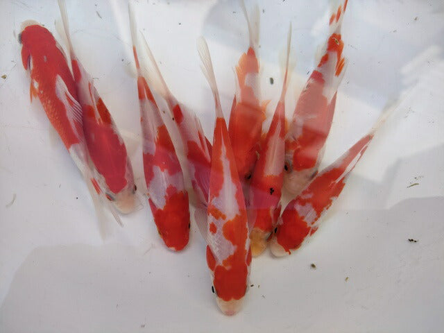 生体飯田産更紗琉金弐歳魚約7~8センチ(1匹)オランダ/金魚/ローズテール/棚田産/きんぎょ/国産金魚【金魚小屋-希-福岡】