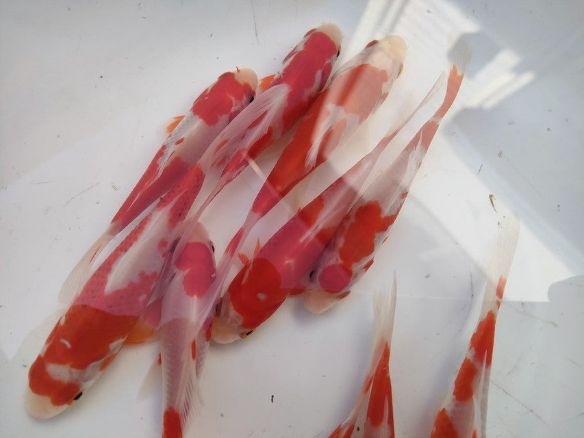 生体飯田産更紗琉金弐歳魚約7~8センチ(1匹)オランダ/金魚/ローズテール/棚田産/きんぎょ/国産金魚【金魚小屋-希-福岡】
