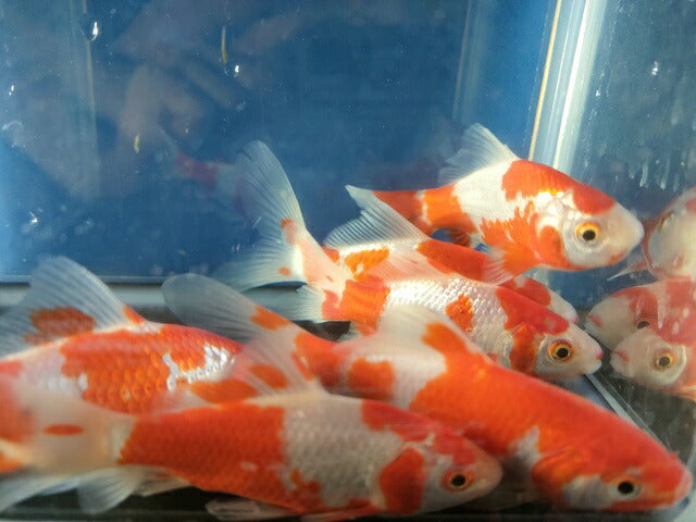 生体飯田産更紗琉金弐歳魚約7~8センチ(1匹)オランダ/金魚/ローズテール/棚田産/きんぎょ/国産金魚【金魚小屋-希-福岡】
