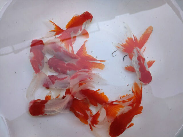 生体飯田産更紗オランダ獅子頭弐歳魚約8センチ(1匹)オランダ/金魚/ローズテール/棚田産/きんぎょ/国産金魚【金魚小屋-希-福岡】