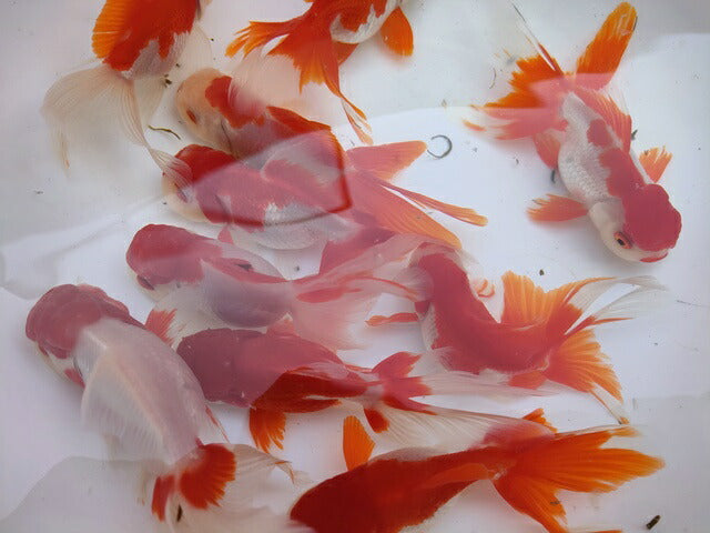 生体飯田産更紗オランダ獅子頭弐歳魚約8センチ(1匹)オランダ/金魚/ローズテール/棚田産/きんぎょ/国産金魚【金魚小屋-希-福岡】