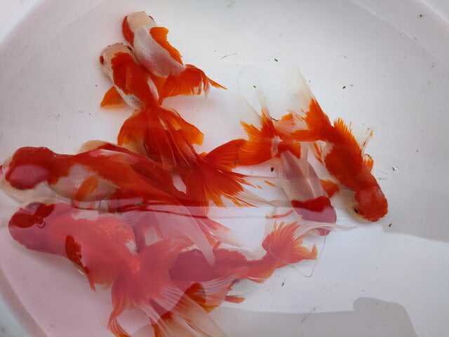 生体飯田産更紗オランダ獅子頭弐歳魚約8センチ(1匹)オランダ/金魚/ローズテール/棚田産/きんぎょ/国産金魚【金魚小屋-希-福岡】