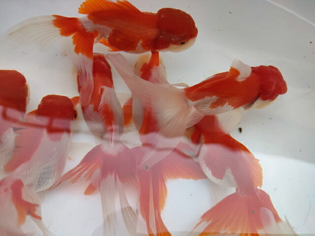 生体安井産更紗オランダ獅子頭弐歳魚約8センチ(1匹)オランダ/金魚/ローズテール/棚田産/きんぎょ/国産金魚【金魚小屋-希-福岡】