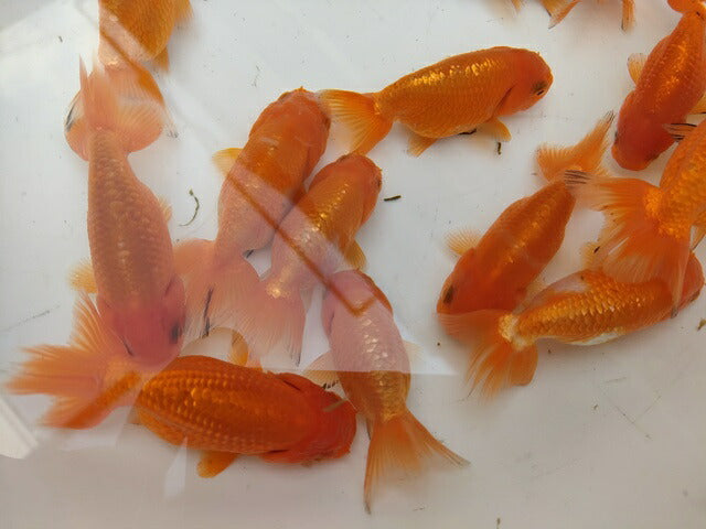 生体加藤産桜錦弐歳魚約7センチ(1匹)らんちゅう/金魚/江戸錦/変わりらんちゅう/きんぎょ/国産金魚【金魚小屋-希-福岡】