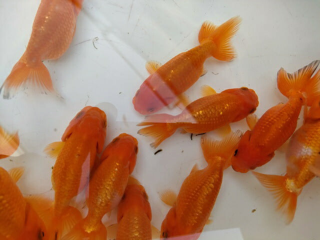 生体加藤産桜錦弐歳魚約7センチ(1匹)らんちゅう/金魚/江戸錦/変わりらんちゅう/きんぎょ/国産金魚【金魚小屋-希-福岡】
