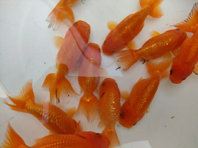 生体加藤産桜錦弐歳魚約7センチ(1匹)らんちゅう/金魚/江戸錦/変わりらんちゅう/きんぎょ/国産金魚【金魚小屋-希-福岡】