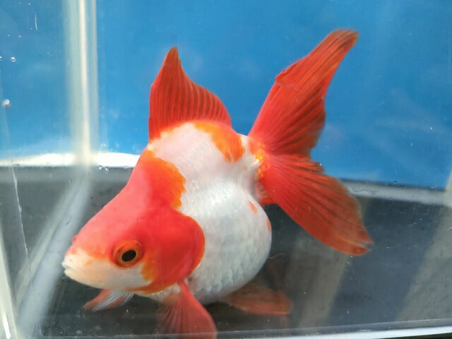 生体加藤産桜錦弐歳魚約7センチ(1匹)らんちゅう/金魚/江戸錦/変わりらんちゅう/きんぎょ/国産金魚【金魚小屋-希-福岡】
