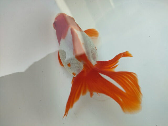 生体 飯田産更紗琉金(a) 三歳魚 12~13センチ(1匹)オランダ/金魚/和金/棚田産/きんぎょ/国産金魚【金魚小屋-希-福岡】