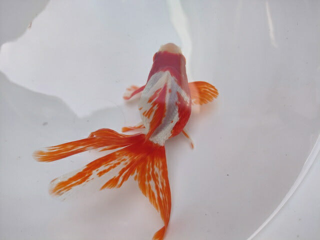 生体加藤産桜錦弐歳魚約7センチ(1匹)らんちゅう/金魚/江戸錦/変わりらんちゅう/きんぎょ/国産金魚【金魚小屋-希-福岡】