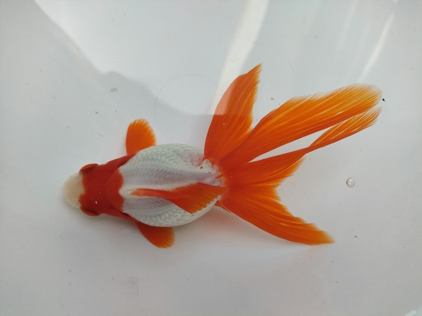 生体 飯田産更紗琉金(d) 三歳魚 12~13センチ(1匹)オランダ/金魚/和金/棚田産/きんぎょ/国産金魚【金魚小屋-希-福岡】