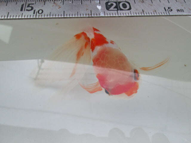 倉庫◆生体(1匹) 桜東錦 参歳魚 約15センチ アズマニシキ/金魚/あずまにしき/黒目/さくら/きんぎょ/国産金魚【金魚小屋-希-福岡】