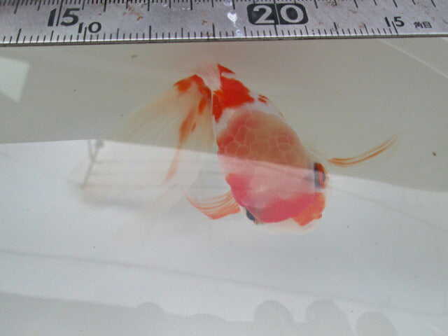 倉庫◆生体(1匹) 桜東錦 参歳魚 約15センチ アズマニシキ/金魚/あずまにしき/黒目/さくら/きんぎょ/国産金魚【金魚小屋-希-福岡】