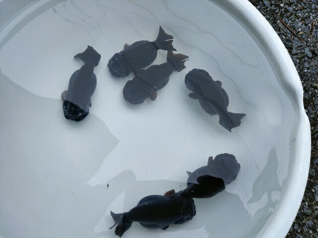 生体加藤産桜錦弐歳魚約7センチ(1匹)らんちゅう/金魚/江戸錦/変わりらんちゅう/きんぎょ/国産金魚【金魚小屋-希-福岡】