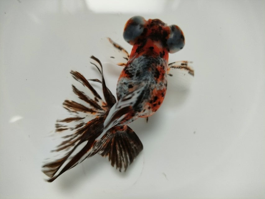 生体加藤産桜錦弐歳魚約7センチ(1匹)らんちゅう/金魚/江戸錦/変わりらんちゅう/きんぎょ/国産金魚【金魚小屋-希-福岡】
