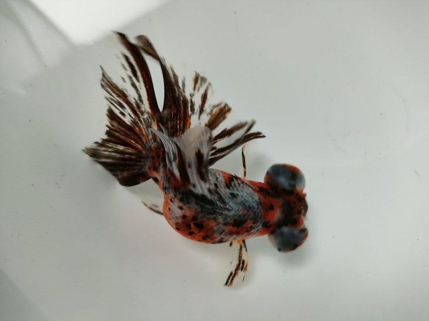 生体加藤産桜錦弐歳魚約7センチ(1匹)らんちゅう/金魚/江戸錦/変わりらんちゅう/きんぎょ/国産金魚【金魚小屋-希-福岡】