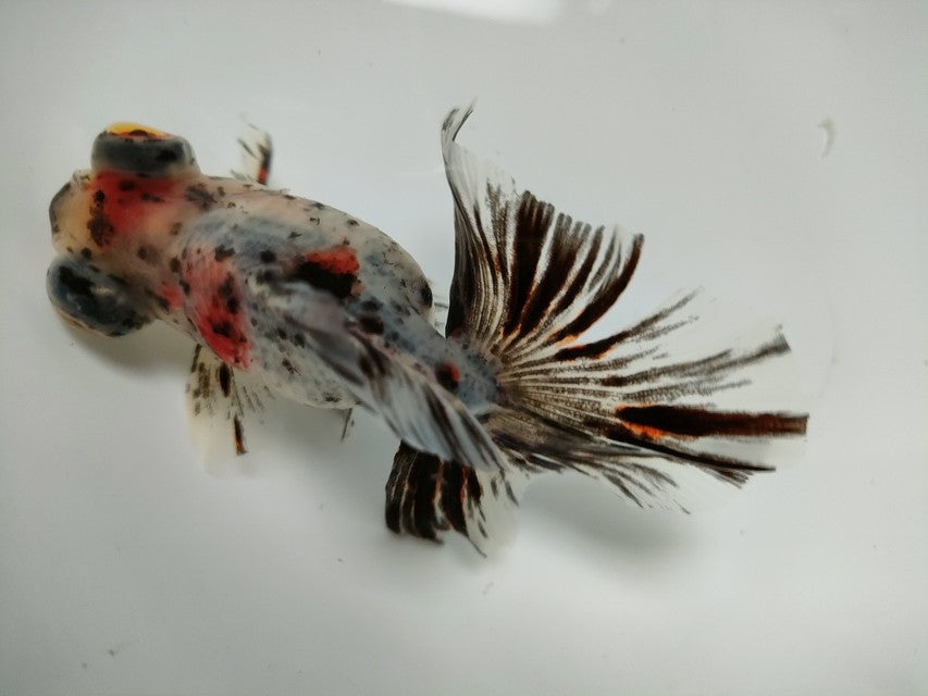 生体加藤産桜錦弐歳魚約7センチ(1匹)らんちゅう/金魚/江戸錦/変わりらんちゅう/きんぎょ/国産金魚【金魚小屋-希-福岡】