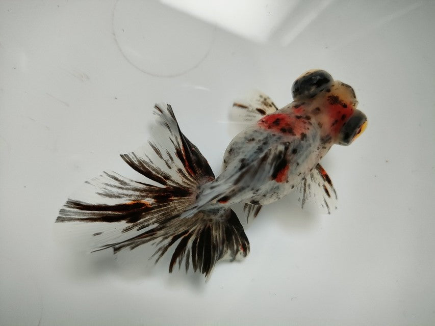 生体加藤産桜錦弐歳魚約7センチ(1匹)らんちゅう/金魚/江戸錦/変わりらんちゅう/きんぎょ/国産金魚【金魚小屋-希-福岡】