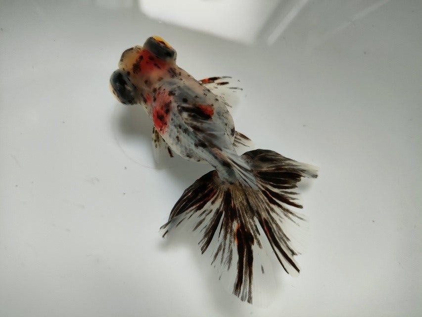 生体加藤産桜錦弐歳魚約7センチ(1匹)らんちゅう/金魚/江戸錦/変わりらんちゅう/きんぎょ/国産金魚【金魚小屋-希-福岡】
