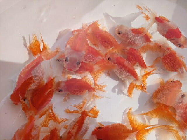 生体加藤産桜錦弐歳魚約7センチ(1匹)らんちゅう/金魚/江戸錦/変わりらんちゅう/きんぎょ/国産金魚【金魚小屋-希-福岡】