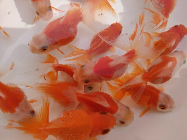 生体加藤産桜錦弐歳魚約7センチ(1匹)らんちゅう/金魚/江戸錦/変わりらんちゅう/きんぎょ/国産金魚【金魚小屋-希-福岡】