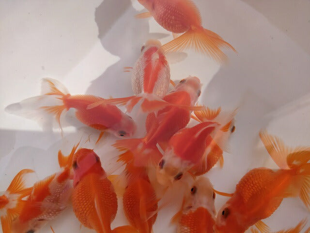 生体加藤産桜錦弐歳魚約7センチ(1匹)らんちゅう/金魚/江戸錦/変わりらんちゅう/きんぎょ/国産金魚【金魚小屋-希-福岡】