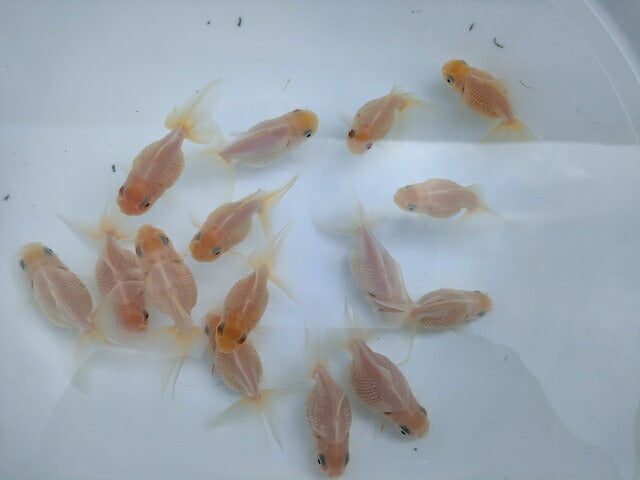 生体加藤産桜錦弐歳魚約7センチ(1匹)らんちゅう/金魚/江戸錦/変わりらんちゅう/きんぎょ/国産金魚【金魚小屋-希-福岡】