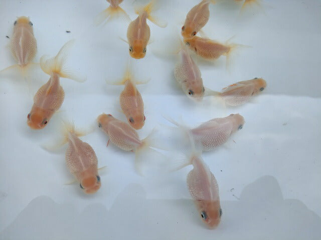 生体加藤産桜錦弐歳魚約7センチ(1匹)らんちゅう/金魚/江戸錦/変わりらんちゅう/きんぎょ/国産金魚【金魚小屋-希-福岡】