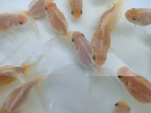 生体加藤産桜錦弐歳魚約7センチ(1匹)らんちゅう/金魚/江戸錦/変わりらんちゅう/きんぎょ/国産金魚【金魚小屋-希-福岡】