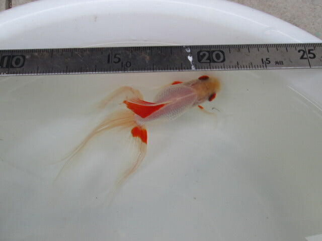 倉庫◆生体(1匹) 琉金ロングテール 参歳魚 約13センチ リュウキン/金魚/りゅうきん/尾長/赤目/きんぎょ/国産金魚【金魚小屋-希-福岡】