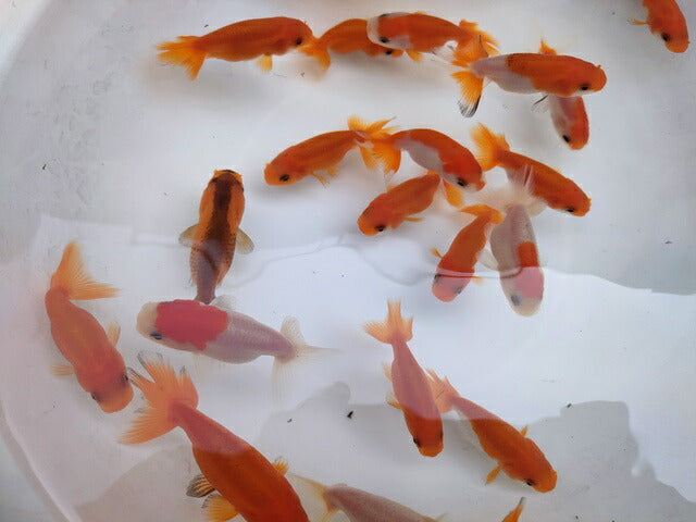 生体加藤産桜錦弐歳魚約7センチ(1匹)らんちゅう/金魚/江戸錦/変わりらんちゅう/きんぎょ/国産金魚【金魚小屋-希-福岡】