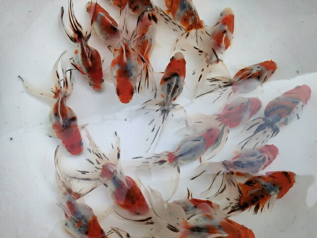 生体加藤産桜錦弐歳魚約7センチ(1匹)らんちゅう/金魚/江戸錦/変わりらんちゅう/きんぎょ/国産金魚【金魚小屋-希-福岡】