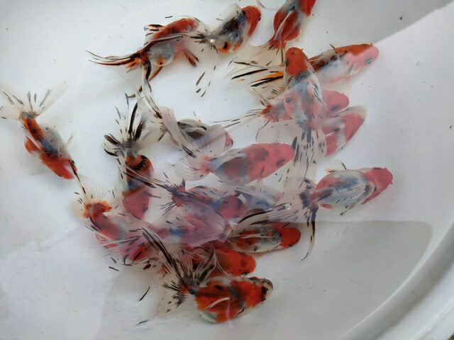 生体加藤産桜錦弐歳魚約7センチ(1匹)らんちゅう/金魚/江戸錦/変わりらんちゅう/きんぎょ/国産金魚【金魚小屋-希-福岡】