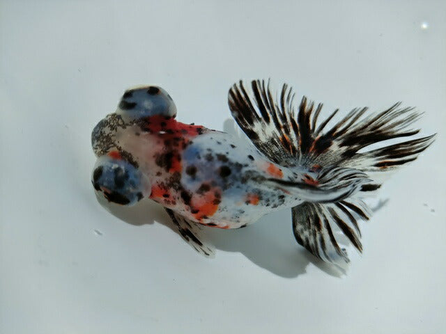 生体加藤産桜錦弐歳魚約7センチ(1匹)らんちゅう/金魚/江戸錦/変わりらんちゅう/きんぎょ/国産金魚【金魚小屋-希-福岡】
