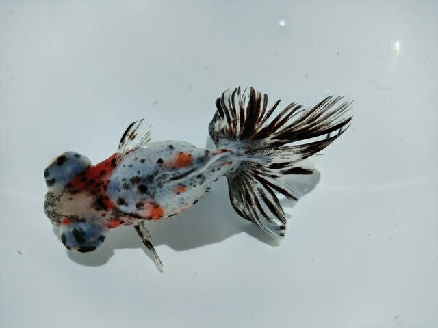 生体加藤産桜錦弐歳魚約7センチ(1匹)らんちゅう/金魚/江戸錦/変わりらんちゅう/きんぎょ/国産金魚【金魚小屋-希-福岡】
