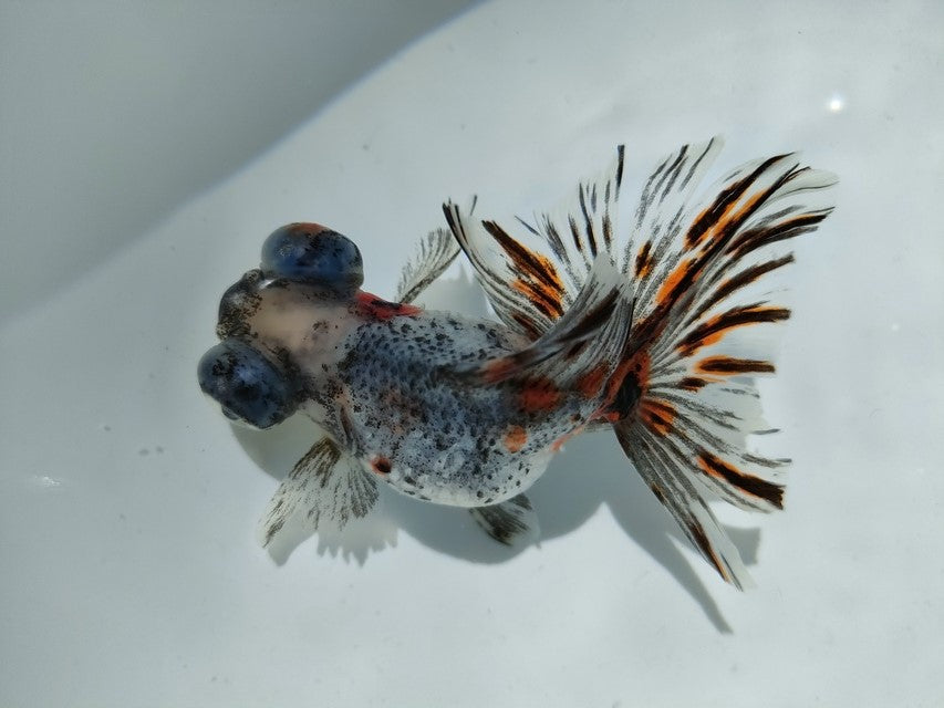 生体加藤産桜錦弐歳魚約7センチ(1匹)らんちゅう/金魚/江戸錦/変わりらんちゅう/きんぎょ/国産金魚【金魚小屋-希-福岡】