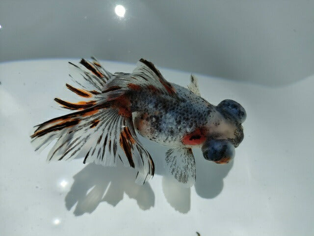 生体加藤産桜錦弐歳魚約7センチ(1匹)らんちゅう/金魚/江戸錦/変わりらんちゅう/きんぎょ/国産金魚【金魚小屋-希-福岡】