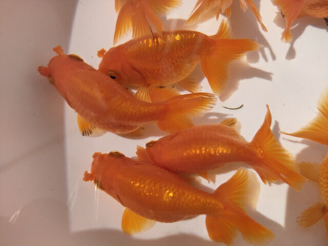 生体加藤産桜錦弐歳魚約7センチ(1匹)らんちゅう/金魚/江戸錦/変わりらんちゅう/きんぎょ/国産金魚【金魚小屋-希-福岡】