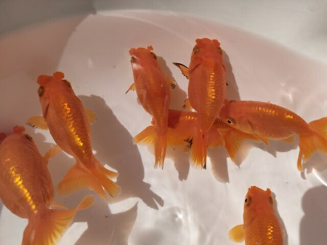 生体加藤産桜錦弐歳魚約7センチ(1匹)らんちゅう/金魚/江戸錦/変わりらんちゅう/きんぎょ/国産金魚【金魚小屋-希-福岡】