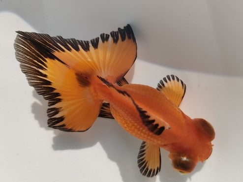 生体加藤産桜錦弐歳魚約7センチ(1匹)らんちゅう/金魚/江戸錦/変わりらんちゅう/きんぎょ/国産金魚【金魚小屋-希-福岡】
