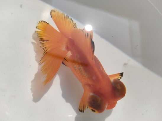 生体加藤産桜錦弐歳魚約7センチ(1匹)らんちゅう/金魚/江戸錦/変わりらんちゅう/きんぎょ/国産金魚【金魚小屋-希-福岡】