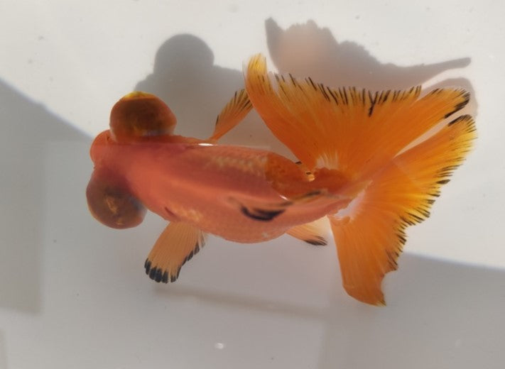 生体加藤産桜錦弐歳魚約7センチ(1匹)らんちゅう/金魚/江戸錦/変わりらんちゅう/きんぎょ/国産金魚【金魚小屋-希-福岡】