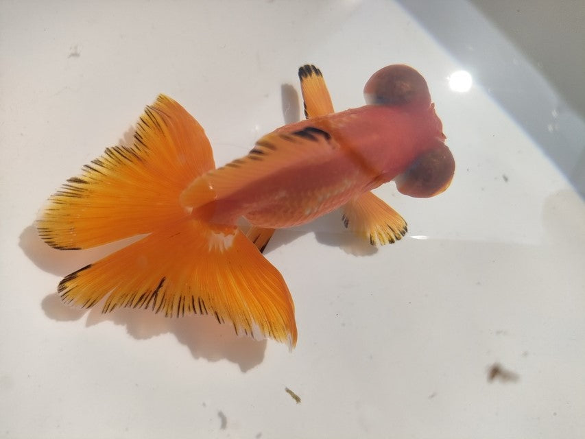 生体加藤産桜錦弐歳魚約7センチ(1匹)らんちゅう/金魚/江戸錦/変わりらんちゅう/きんぎょ/国産金魚【金魚小屋-希-福岡】