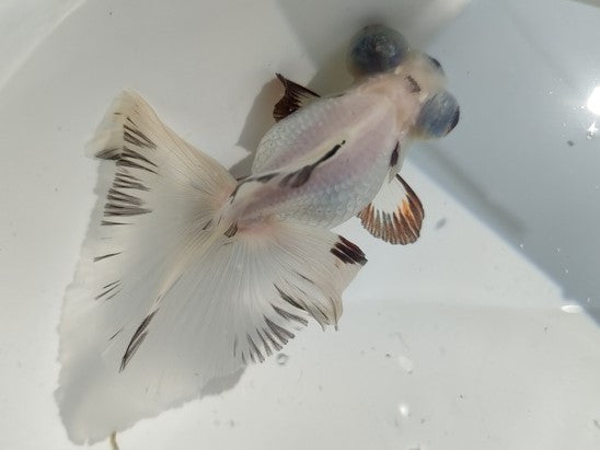 生体加藤産桜錦弐歳魚約7センチ(1匹)らんちゅう/金魚/江戸錦/変わりらんちゅう/きんぎょ/国産金魚【金魚小屋-希-福岡】