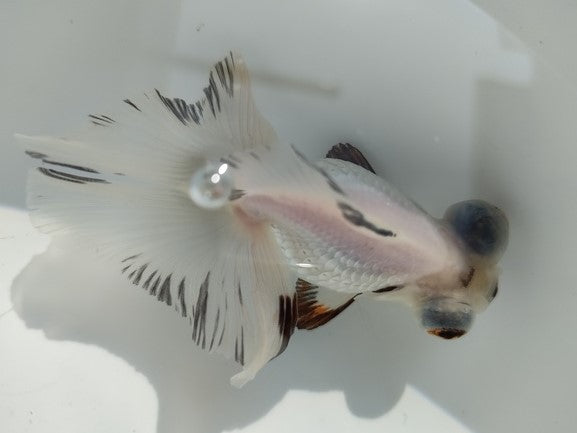 生体加藤産桜錦弐歳魚約7センチ(1匹)らんちゅう/金魚/江戸錦/変わりらんちゅう/きんぎょ/国産金魚【金魚小屋-希-福岡】